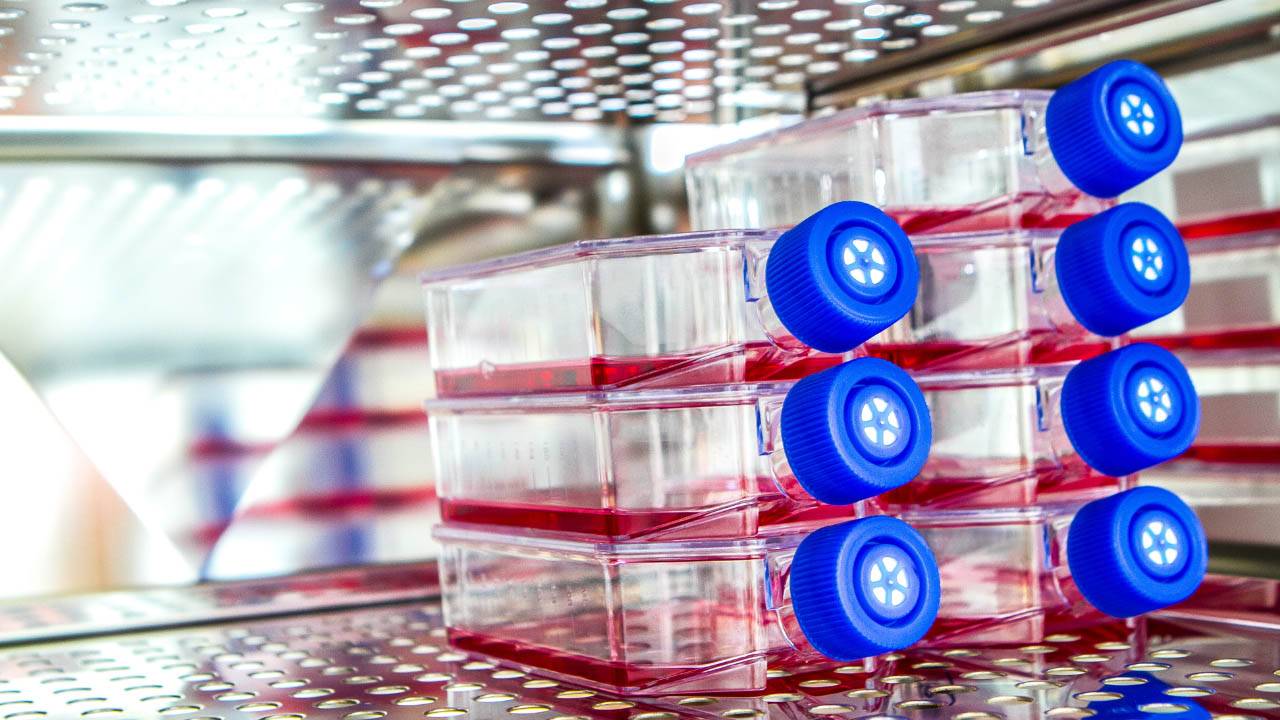 Blog Images Desktop 1280 x 720 – Cell Lines Blog Image Desktop 1 test tubes in a rack