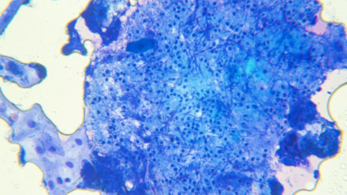 Ex-cell-ent research partners