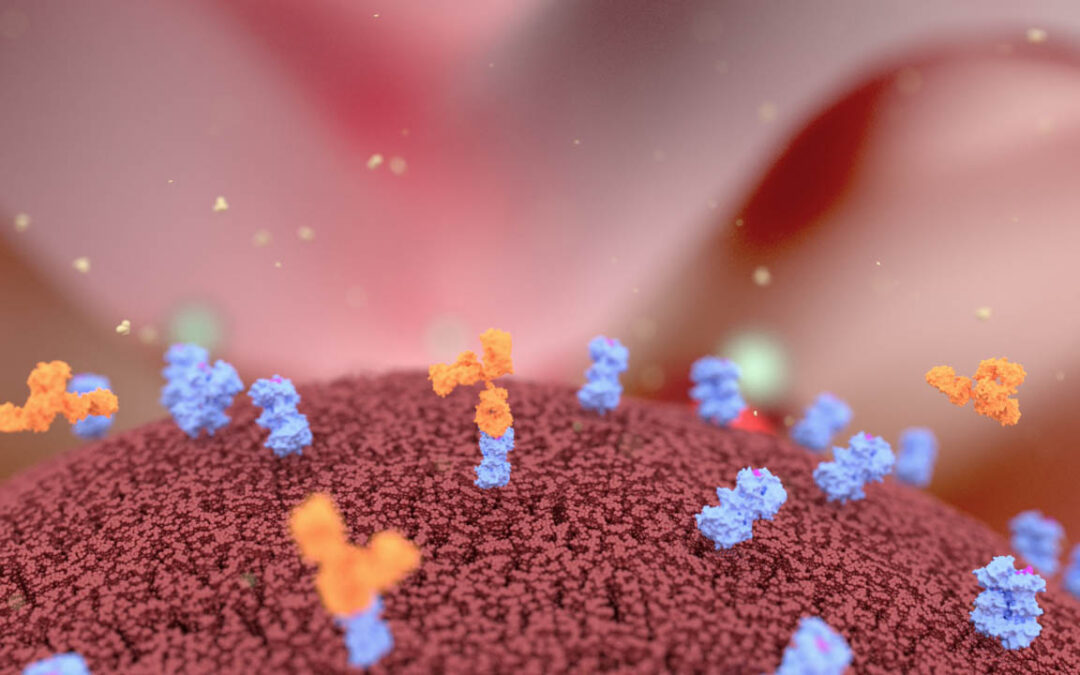 Therapeutic Antibodies Explained