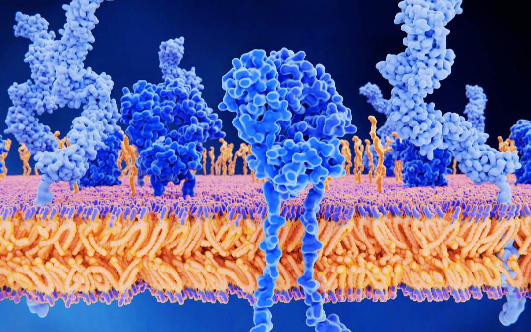 The Immune System: Friend & Sometimes Foe