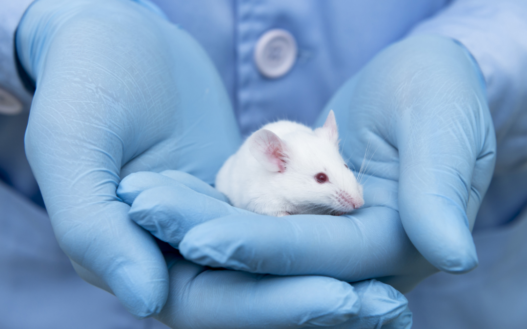 Transgenic Mice Explained