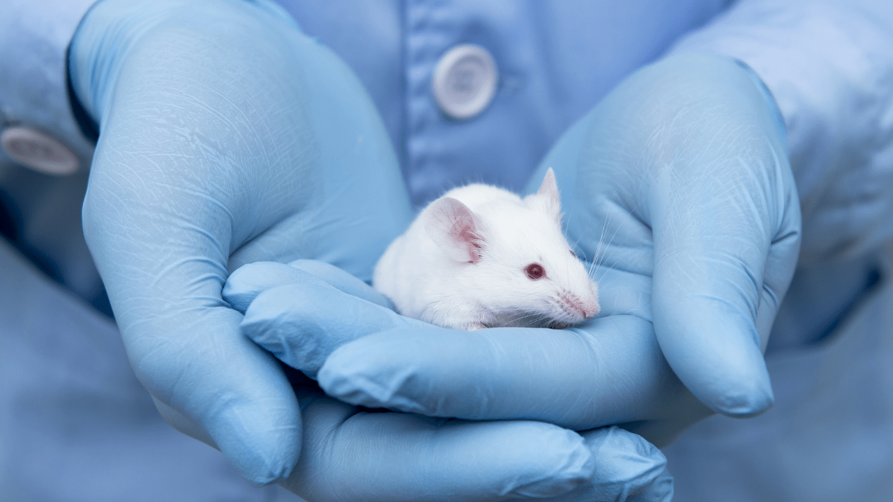 Transgenic Mice Desktop 1280 x 720